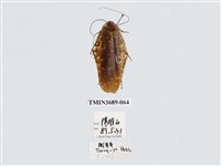 藏品(蜚蠊(2))的圖片